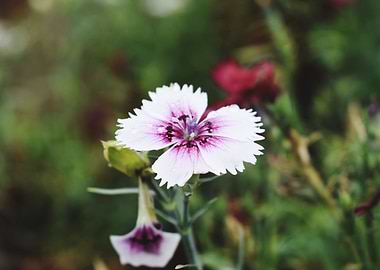 Beautiful snap of flower