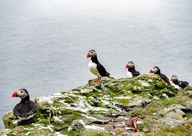 Atlantic Puffin in FO
