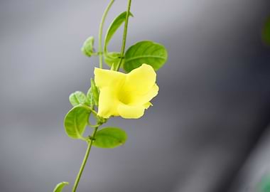 A Yellow Flower