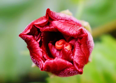 Beautiful snap of flower