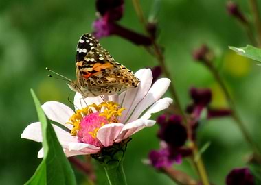zinnia with butterfly