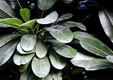 Beauty of Nature Snap of G