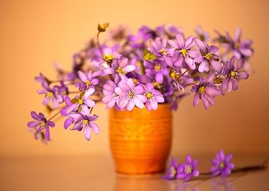 Purple anemones flowers