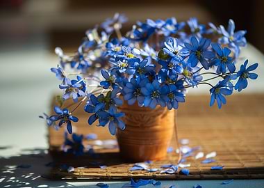 Blue anemones flowers