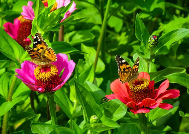 zinnias with butterflies