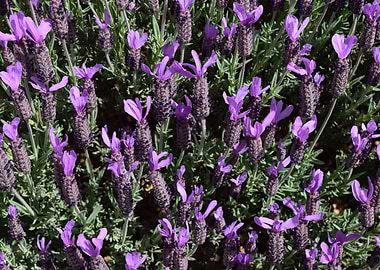 Lavender blooms