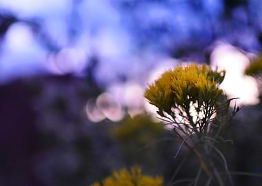 Flower at Dusk