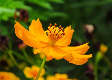 orange cosmos flower