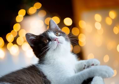 Cute cat british shorthair