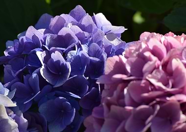 hydrangeas