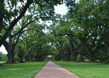 Oak Alley