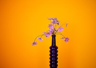 Purple anemones flowers