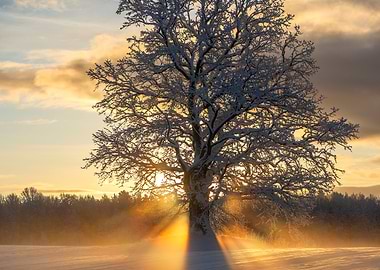 Winter sunrise landscape