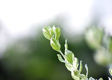 A Beautiful Snap of Plant