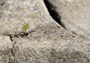 Nature in unlikely places