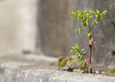 Nature in unlikely places