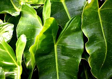 Beautiful decorative Plant