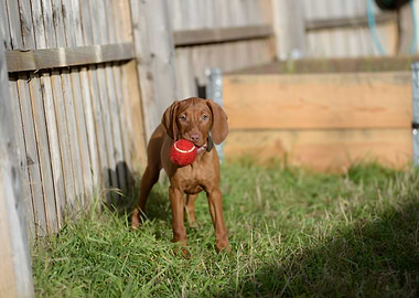 dog with ball