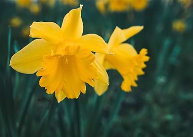 yellow daffodil