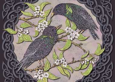 Celtic Starlings
