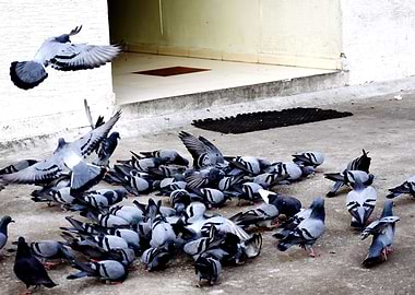 A Group of Pigeons