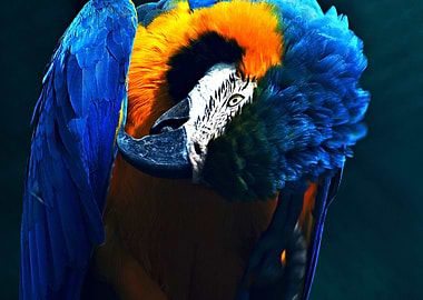 Beautiful Parrot