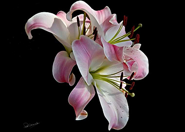 Pink and White Lilies