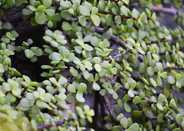 Beautiful decorative Plant