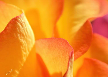 Inside a Yellow Rose