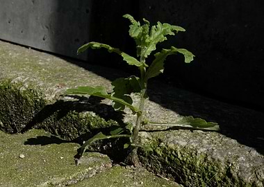 Nature in unlikely places