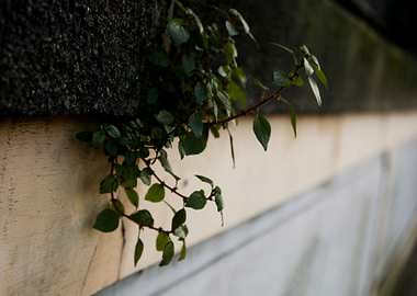 Nature in unlikely places