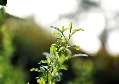 A Beautiful Snap of Plant