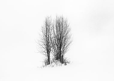 Winter trees