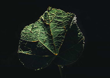 Leaf texture