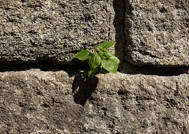 Nature in unlikely places