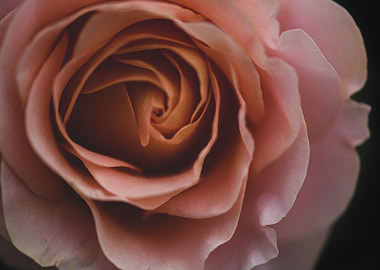 Vintage Rose