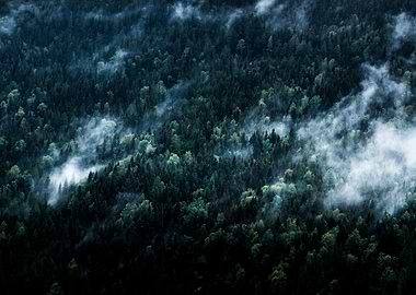 Foggy Forest Mountain