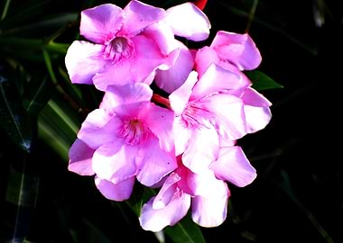 Bunch of pink flower