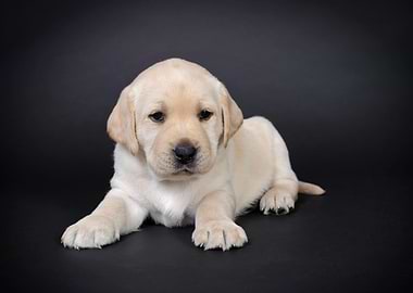 Yellow lab