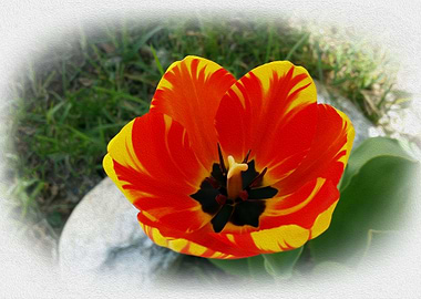 Red yellow tulip
