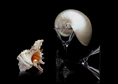 Sea Shells Decoration