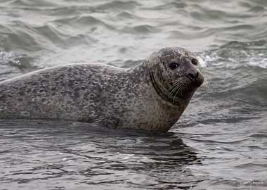 Seal