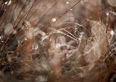 Dew drops on the grass