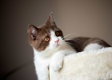 British Shorthair Cat