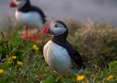 Puffin