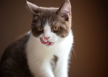 British Shorthair Cat