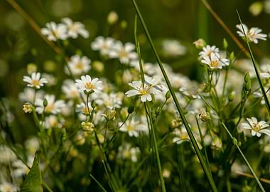 White flowers