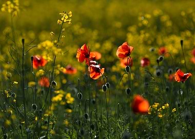 Flowering poppy field