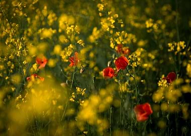 Flowering poppy field