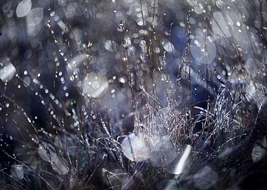 Dew drops on the grass